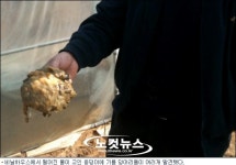 구제역 매몰지 인근서 돼지 기름 콸콸