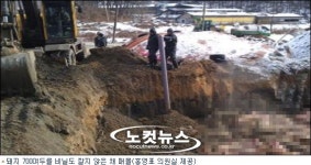 홍영표 비닐도 깔지않고 매몰 작업
