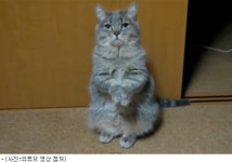 밥 주세요~ 깜찍 고양이, 두 손 모아 간청