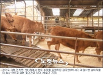 모처럼 송아지 울음소리 들으니… 웃음꽃 핀 마을