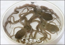 무안 갯벌낙지, 방사능에도 끄떡 없어