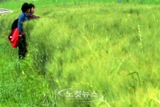 보리 여심(女心)