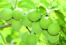 가족건강 지키는 섬진강 매실 지금 구입하세요