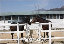말(馬)산업? 장흥군에 물어봐