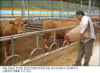 르포-한우값 폭락 한숨짓는 농가