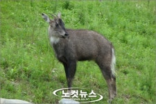 영덕 칠보산에도 산양이 산다