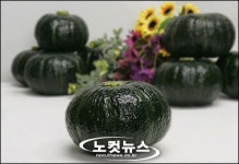한번 맛보면 또 찾는 해남 미니밤호박 연중 생산