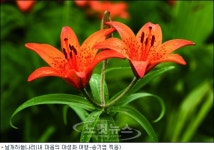 장마 걷히면 7월의 야생화길 걸어봐요