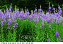 장마 걷히면 7월의 야생화길 걸어봐요