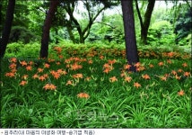 장마 걷히면 7월의 야생화길 걸어봐요