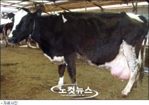 젖소의 젖이 말라간다