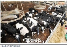 젖소의 젖이 말라간다