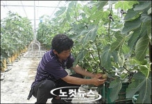 해남 땅끝 무화과, 맛 한번 보실래요?