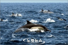 울기등대 주변 울산 앞바다 고래 천국