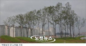 순천만 정원 박람회장 큰나무들, 강풍에도 끄떡 없는 이유?