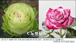 없어서 못파는 경기도 장미, 해외 판매 대박