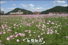 코스모스 활짝 진주 청정대평 코스모스 축제 개막