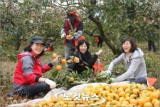 경남교육청, 단감농장 일손돕기 나서
