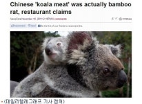 호주서 中코알라 고기 논란…알고보니 쥐 고기