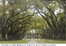 루이지애나의 플랜테이션 농장 오크앨리의 창(窓)