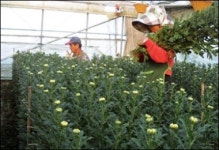 국산 국화품종 백마 일본 수출