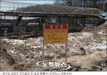 구제역 1년, 이제는 매몰 가축 처리가 문제