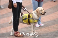 삼성, 안내견 기증 150마리 눈 앞