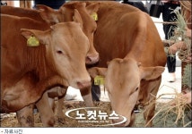 소값 대폭락…군납 수입쇠고기→ 한우 교체