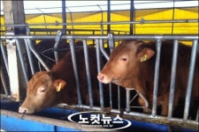 "설 분위기 좋아하네, 초상집이야" 한우농가의 한숨 나는 설 나기