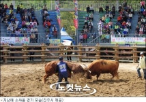 진주 소싸움경기 3월 3일 개장