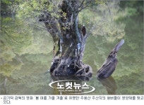 주왕산의 비경 주산지 왕버들, 링거 신세