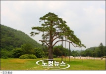 광릉에 정이품송 후계목 납시오