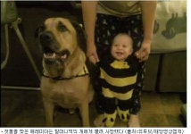 미국서 돌잔치 하던 아기, 애견에게 물려 사망…