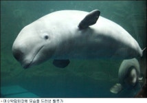 멸종 위기종 '벨루가(흰고래)' 유영 시작