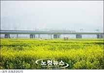 낙동강 대저 생태공원 유채꽃축제 3일 개막