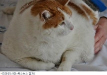 17kg 비만 고양이 미아우, 폐 이상으로 죽어