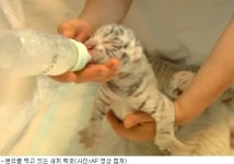 우크라이나 새끼 백호 4마리 공개 생생영상