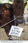 농림부, 소 굶겨죽인 농장주 동물학대죄 고발 방침