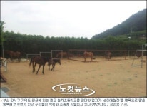 폐교 초등학교에 말똥 냄새 진동…무슨 일이 있길래?