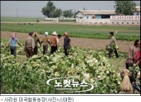 北, 집단농업제도가 무너지나?…협동농장 직판 성행