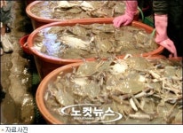 꽃게·김·사탕 중금속 기준 신설…낙지는 강화