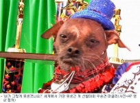 세계에서 가장 못생긴 개 생생영상