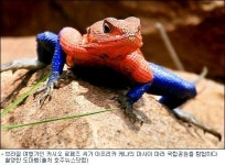 아프리카서 스파이더맨 도마뱀 발견