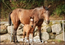 경북 축산硏, 국내 첫 수정란 이식 망아지 생산