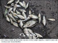 안양천에 1급수 버들치 뛰논다