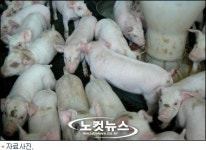 제주 양돈농장 돼지콜레라 감염 아닌 이유