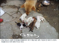 개가 고양이를 낳았다?