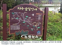 올여름엔 편백나무숲에 풍덩…가슴까지 후련
