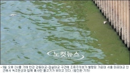 한강도 녹조라떼…4년만에 조류주의보 식수원 비상(종합)