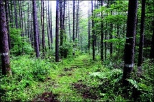 숲길 거닐며 스트레스 훌훌